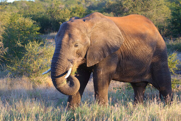 Afrikanischer Elefant / African elephant / Loxodonta africana