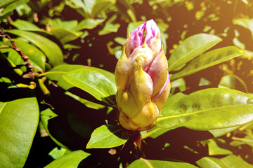 Blown beautiful magnolia flower on a tree with green leaves.
