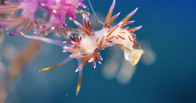 nudibranch flabellina nudi branch nudybranch  underwater slug ocean scenery