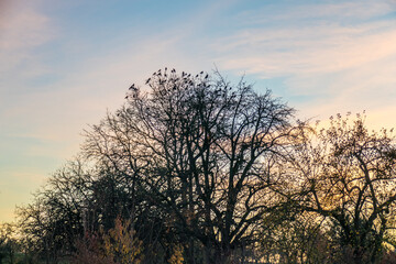 Krähen auf Baum nach Sonnenuntergang