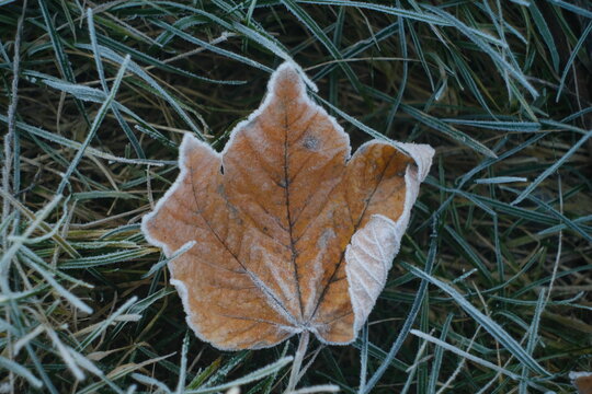 Maple Yellow Frosty Leaf on the Grass on a Cold Frosty Morning. Nature Background Covered with Frost in the Autumn or Winter Season