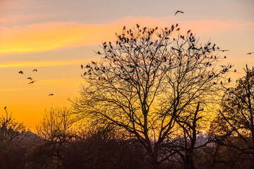 Fototapeta na wymiar Krähen auf Baum nach Sonnenuntergang