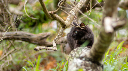 Tiger like pose on a tree branch domestic cat photographed through the branches, the cat looking its right side, eyes starring and listen sharply to the sound in nature green out of focus background.