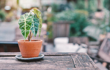 Plant pot on table, natural background - 396162542