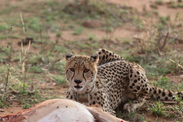 Collared Cheetah with antelope kill