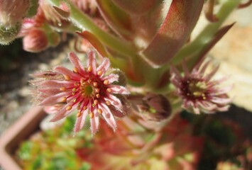 Naklejka na ściany i meble Common houseleek flower (Sempervivum tectorum)