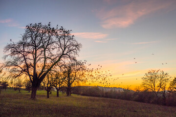 Fototapeta premium Krähen auf Baum nach Sonnenuntergang