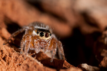 Jumping spider (Evarcha sp.). Sardinia, Italy.