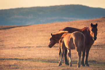 Two brown horses in the mountains at sunset. Beautiful autumn landscape. South Ural, Russia