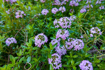 Thymus pulegioides with lilac pink flowers. Nature