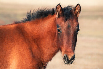 Portrait of young brown horse in the nature background.