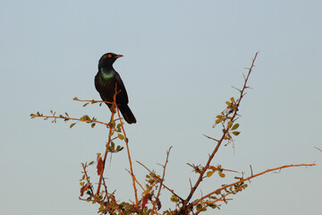 Rostschwanzschmätzer / Cape Glossy Starling / Lamprotornis nitens.