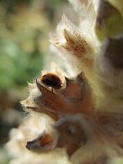 Ladybug (Coccinella septempunctata) sitting on a downy  calyx  of Lamb's-ear  (Stachys byzantina)