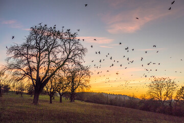 Krähen auf Baum nach Sonnenuntergang