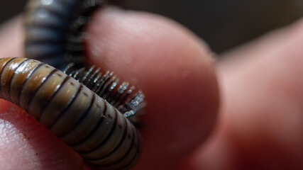 Plano cercano de un milpiés en el campo