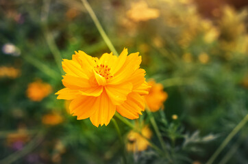 yellow flower background  - 396163395