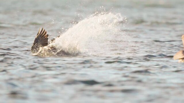 brown pelican gracefully dives into ocean to feed in slow motion action