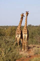 Giraffe / Giraffe / Giraffa Camelopardalis