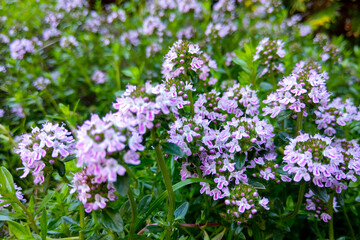 A macro photo broad-leaved thyme or lemon thyme, Thymus pulegioides.