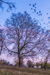 Fototapeta na wymiar Krähen auf Baum nach Sonnenuntergang