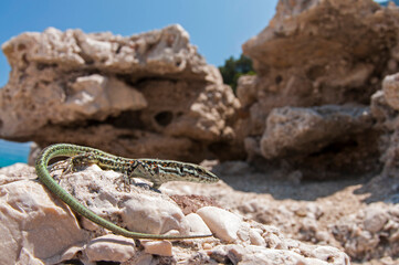 Tyrrhenian wall lizard (Podarcis tiliguerta) in its habitat in Sardinia, Italy.