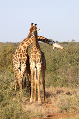Giraffe / Giraffe / Giraffa Camelopardalis.