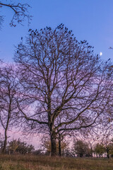 Krähen auf Baum nach Sonnenuntergang