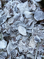 foglie brina inverno freddo 