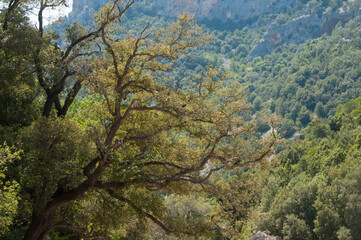 Obraz premium Sardinian landscapes near Cala Goloritze and Cala Sisine