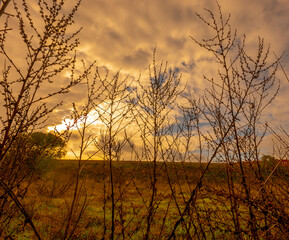 Obraz premium Shrubs in the forest at sunset warm bluish sky with dark clouds.
