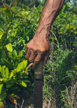 Old person brown skin hand holding a machete in front of some tropical vegetation under sunlight. Path opening tool in the wilderness.