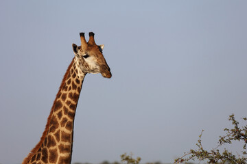 Giraffe / Giraffe / Giraffa Camelopardalis