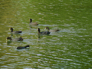 patos en los lagos de palermo