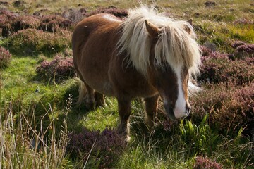 Fototapeta premium Sad looking brown wild pony South Uist, Outer Hebrides
