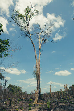 Burnt trees in a deforestation of native vegetation area at the Brazilian Amazon forest.
