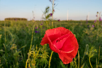 Papaver rhoeas common names include corn poppy , corn rose , field poppy , Flanders poppy , red poppy.