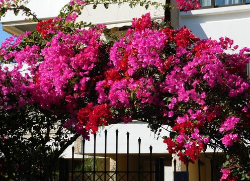Pink and red bougainvillea plants, covering a door and fence