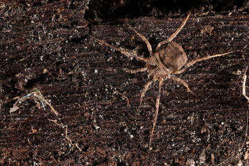 Odiellus spinosus (Opiliones)