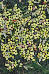 Harvested fresh olives in sacks in a field in Crete, Greece for olive oil production, using green nets.