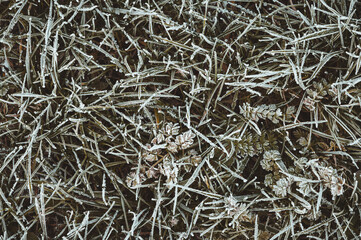 Von Eiskristallen und Raureif bedecktes gr&uuml;nes, gefrorenes Gras als Hintergrund