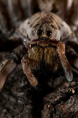 Wolf spider (Hogna radiata) portrait, apennines, Italy.