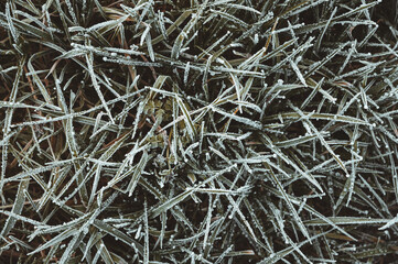 Von Eiskristallen und Raureif bedecktes grünes, gefrorenes Gras als Hintergrund