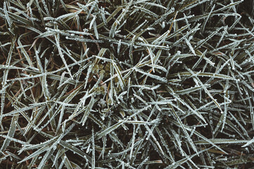 Von Eiskristallen und Raureif bedecktes gr&uuml;nes, gefrorenes Gras als Hintergrund