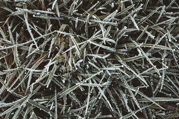 Von Eiskristallen und Raureif bedecktes gr&uuml;nes, gefrorenes Gras als Hintergrund