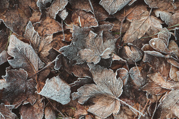 Von Eiskristallen und Raureif bedecktes braunes Herbstlaub und Blätter als winterlicher Hintergrund