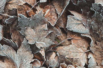 Von Eiskristallen und Raureif bedecktes braunes Herbstlaub und Blätter als winterlicher Hintergrund