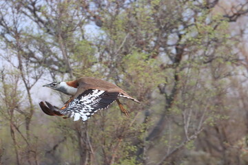 Denham's Bustard or Stanley's Bustard - Neotis denhami