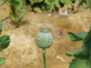 Detail of poppy head ,Opium poppies heads production