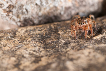 Jumping spider (Phlegra fasciata) female, Italy.