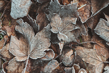 Von Eiskristallen und Raureif bedecktes braunes Herbstlaub und Blätter als winterlicher Hintergrund